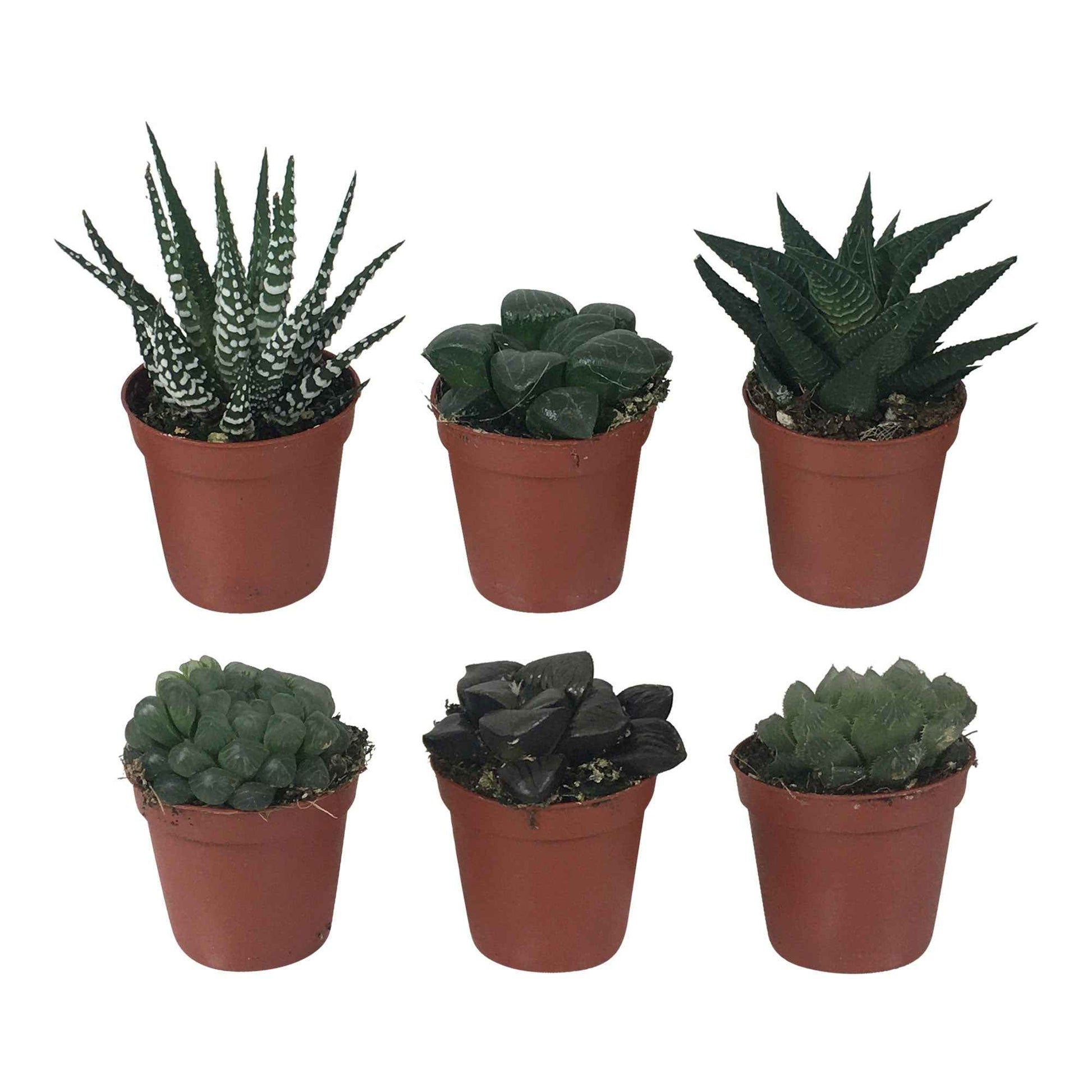 Haworthia Mischung - Bakker