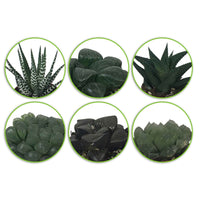 Haworthia Mischung - Hawortia minima - Bakker