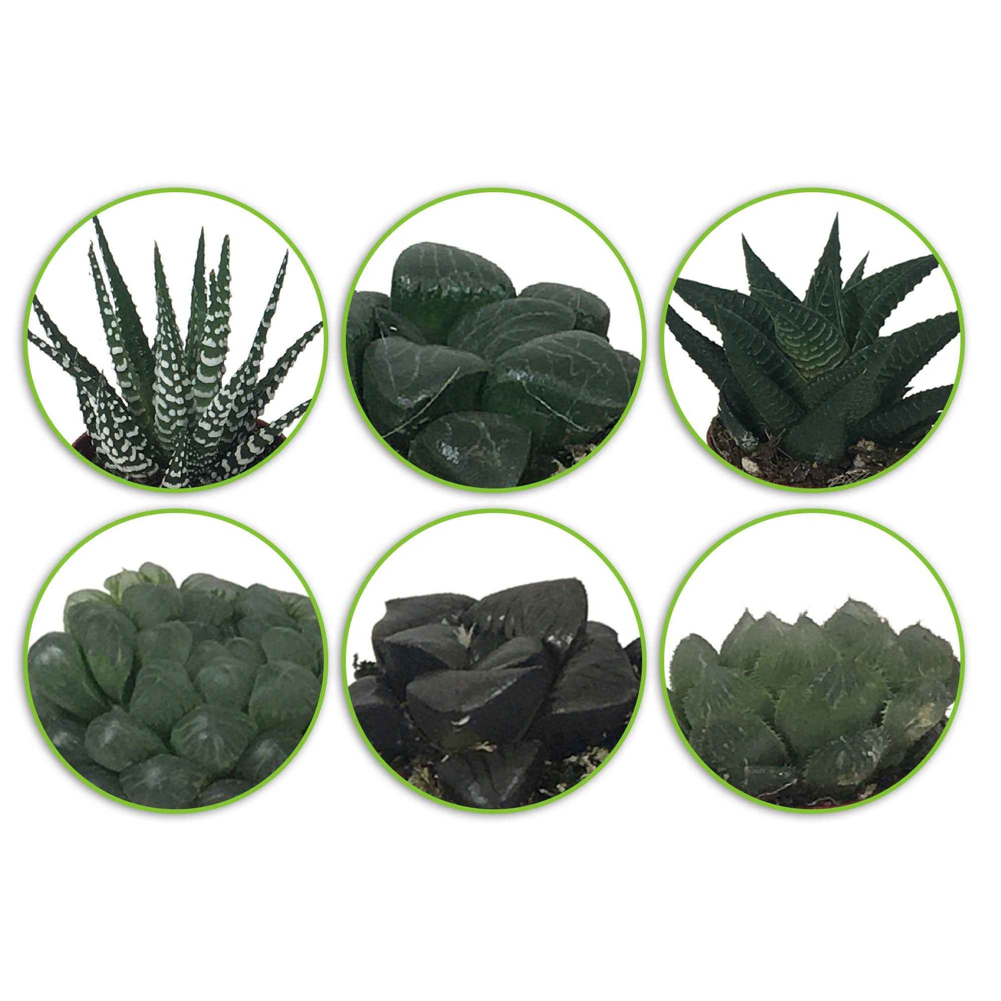 Haworthia Mischung - Hawortia minima - Bakker