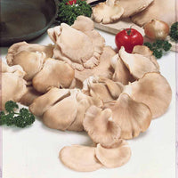 Zuchtset grauer Austernpilz - Pleurotus ostreatus - Bakker