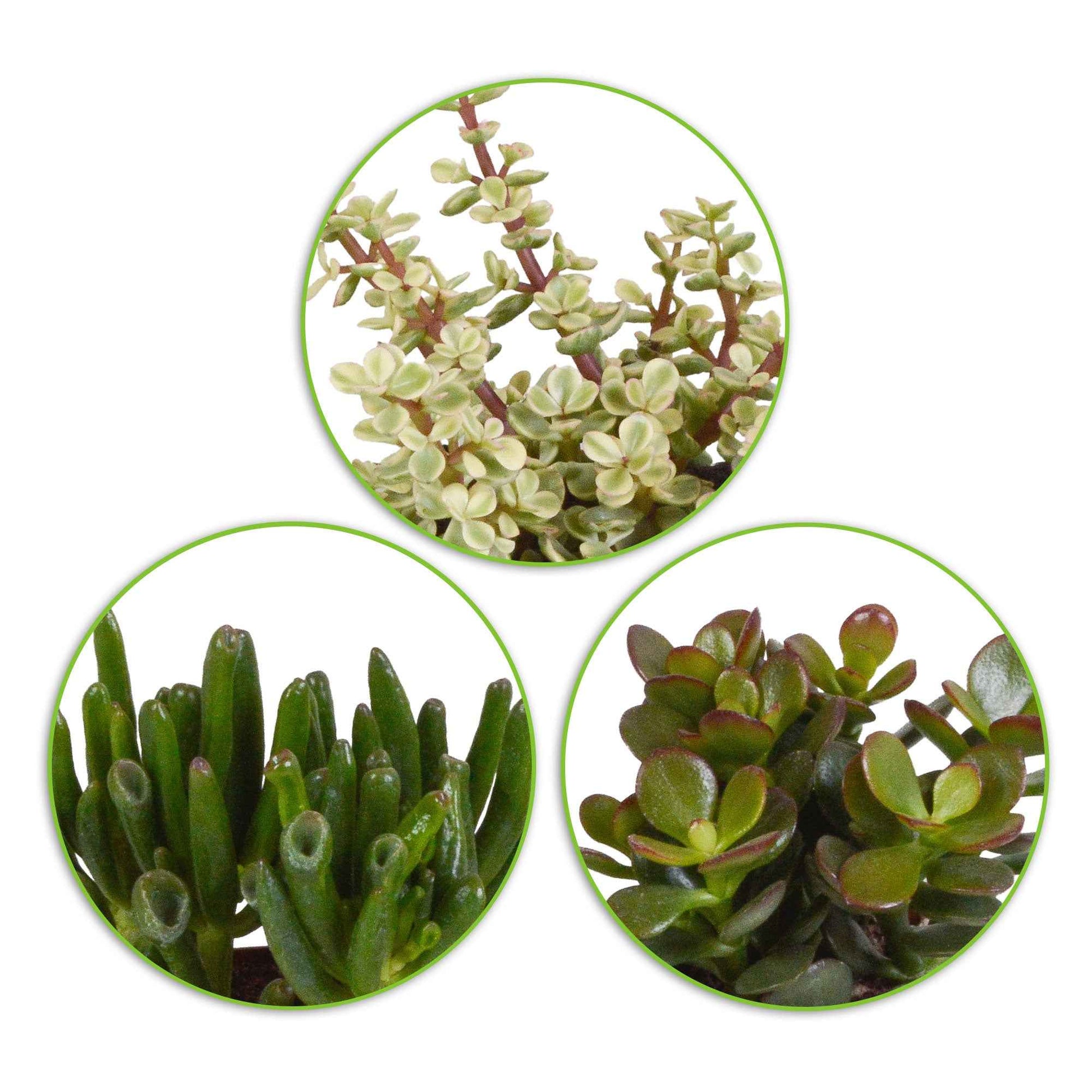 Sukkulente Crassula Mischung (x3) - Crassula 'Gollum', 'Afra', 'Minor' - Bakker
