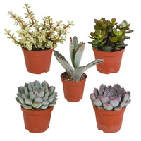 Sukkulenten Mischung - Crassula , 2 Echeveria , Portulacaria Afra, Kalanchoe Tomentosa - Bakker