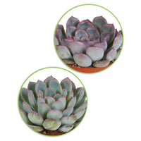 Crassula , 2 Echeveria , Portulacaria Afra, Kalanchoe Tomentosa - Sukkulenten Mischung - Kaktus und fette Pflanze