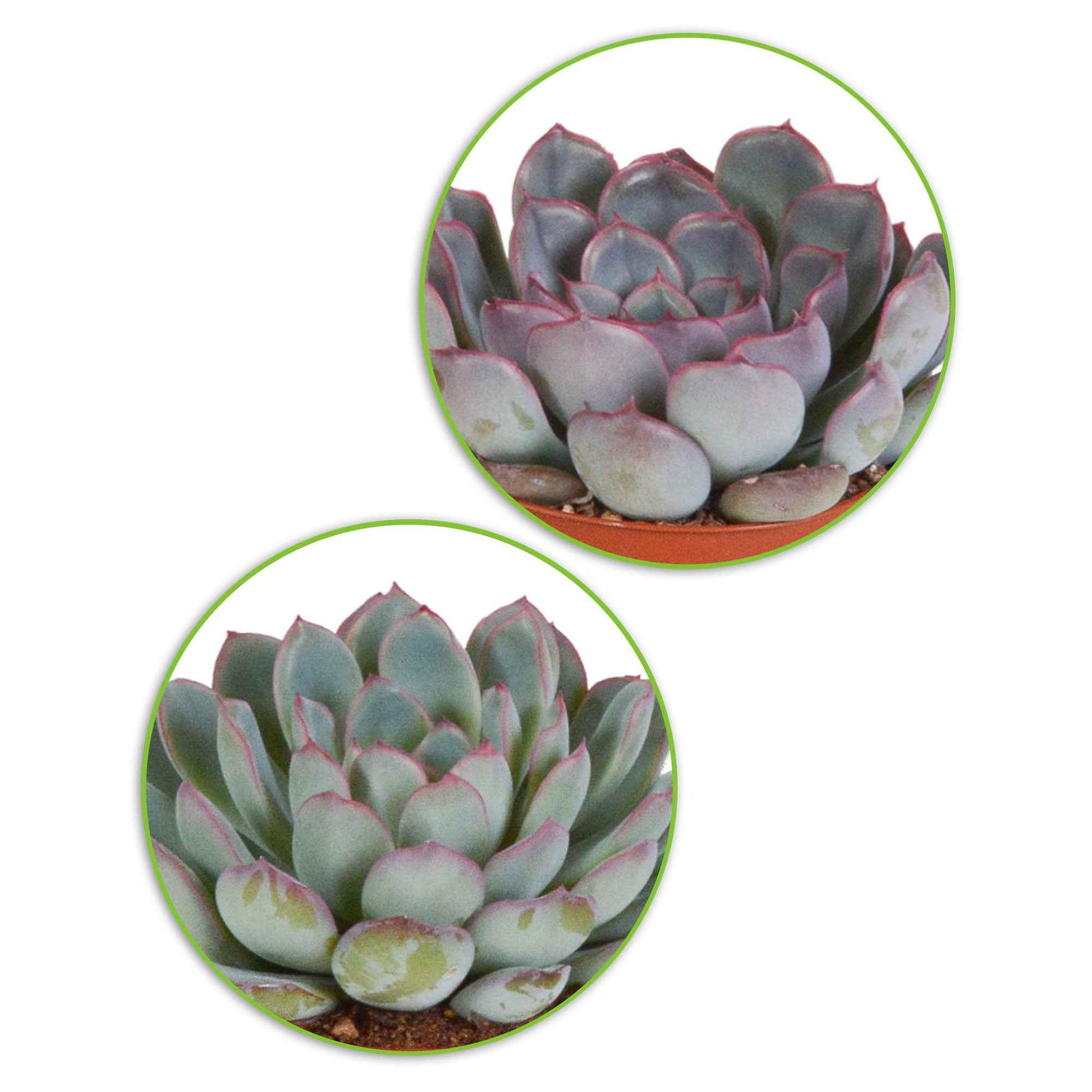 Crassula , 2 Echeveria , Portulacaria Afra, Kalanchoe Tomentosa - Sukkulenten Mischung - Kaktus und fette Pflanze