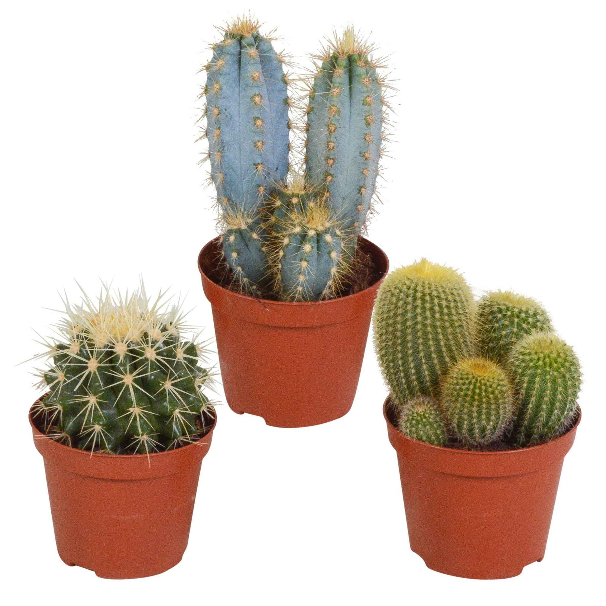 Kaktus Mischung (x3) -  eriocactus, pilosocereus, echinocactus - Bakker