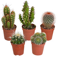 Kakteen Mischung (x5) -  mamilaria, echinicactus, eriocactus, opuntia & eriocactus - Bakker
