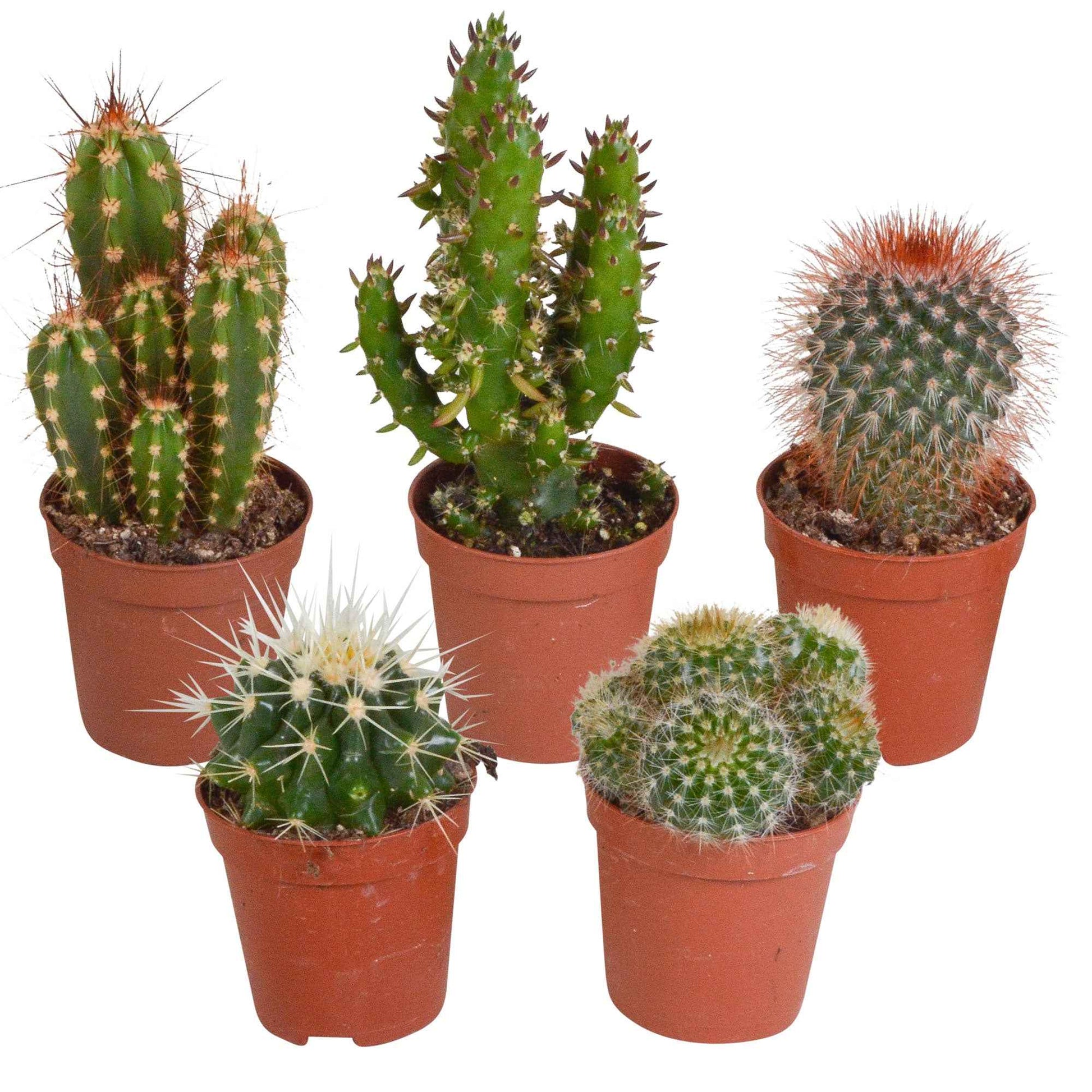 Kakteen Mischung (x5) -  mamilaria, echinicactus, eriocactus, opuntia & eriocactus - Bakker