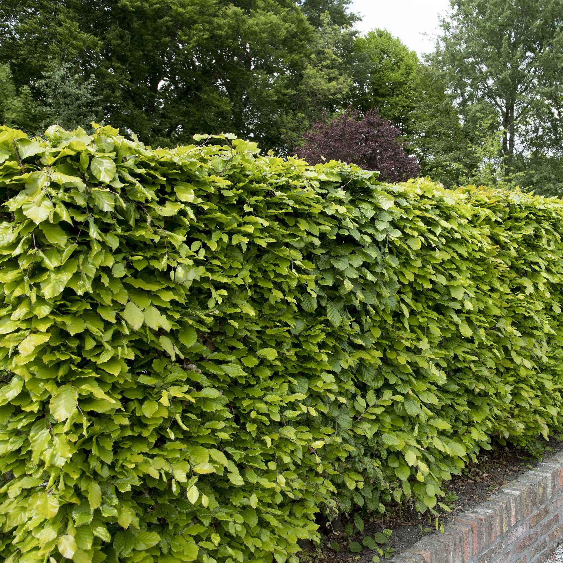 Rotbuche - Fagus sylvatica - Bakker