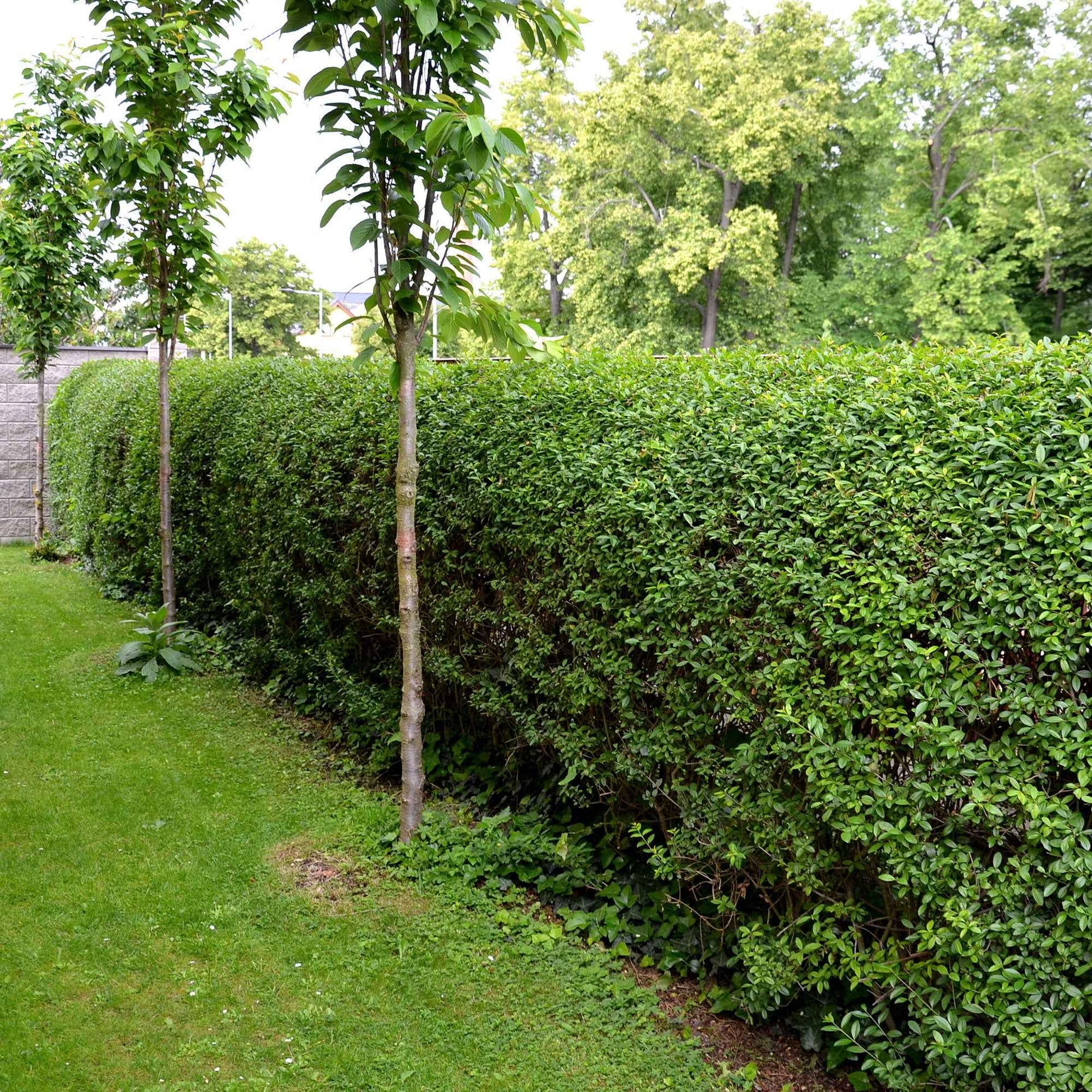 Kalifornischer Liguster - Bakker