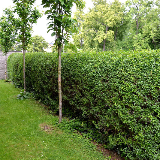 Kalifornischer Liguster - Bakker