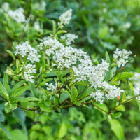 Kalifornischer Liguster - Ligustrum ovalifolium - Bakker