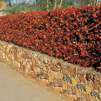 Photinia - Glanzmispel 'Red Robin' (x3) - Photinia fraseri Red Robin