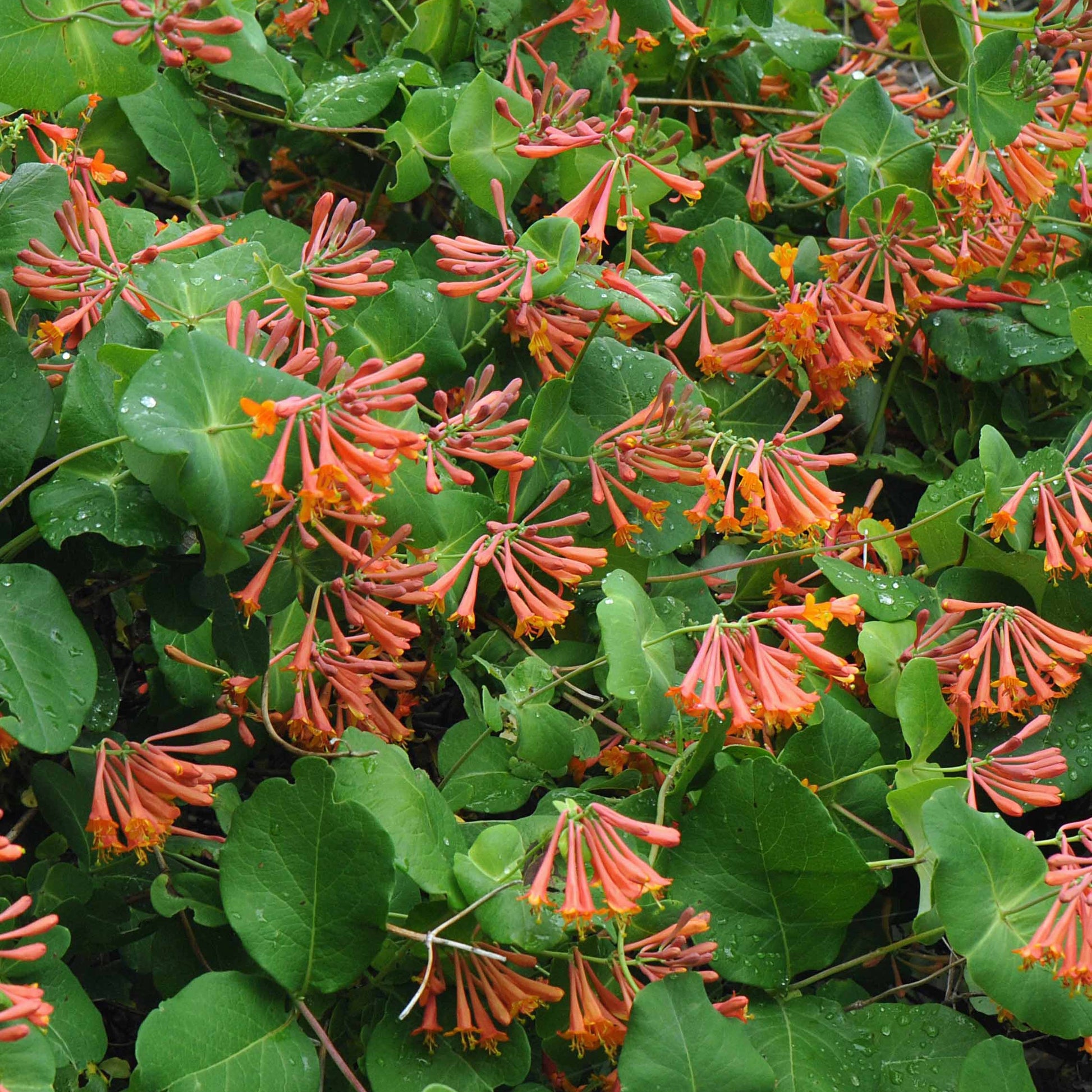 Kletter-Geißblatt ‘Dropmore Scarlet’ - Bakker