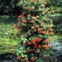 Kletter-Geißblatt ‘Dropmore Scarlet’ - Lonicera brownii Dropmore Scarlet - Bakker