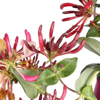 Lonicera henryi Copper Beauty - Geißblatt 'Copper Beauty' - Kletterheckenblüten