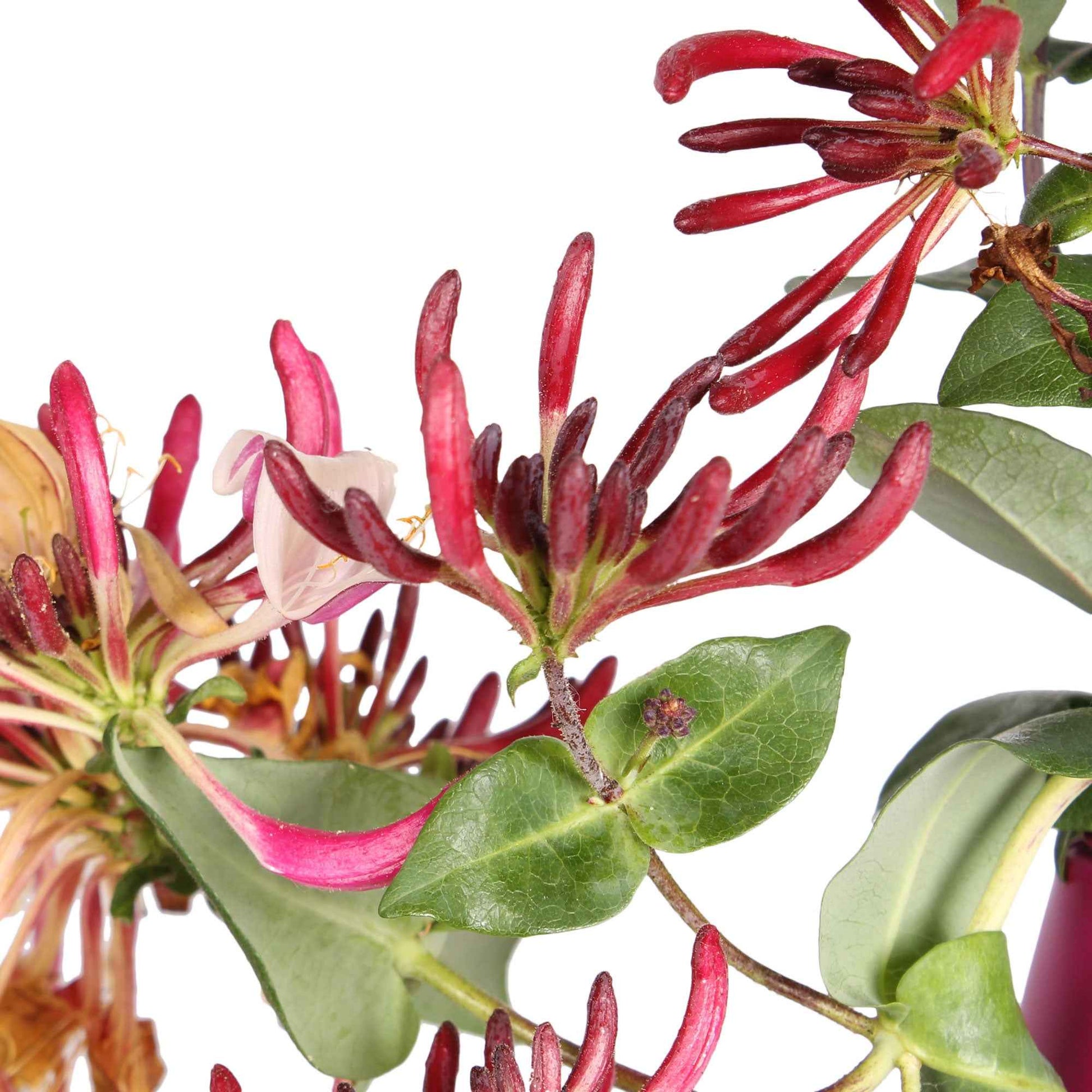 Lonicera henryi Copper Beauty - Geißblatt 'Copper Beauty' - Kletterheckenblüten