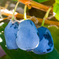 Honigbeere 'Duet' - Lonicera caerulea 'duet' - Bakker