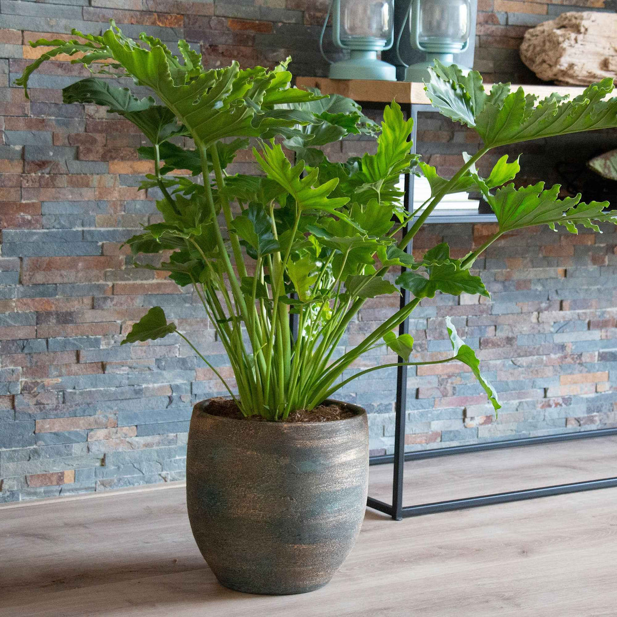 Philodendron Monstera Shangri La - Bakker