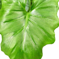 Philodendron Monstera Shangri La - Philodendron shangri la - Bakker