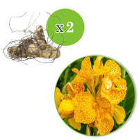 Canna 'tropical yellow' - Indisches Blumenrohr 'Tropical Yellow' (x2) - Canna - Blumenrohr