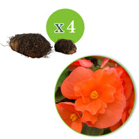 Knollenbegonie orange (x4) - Begonia pendula - Bakker