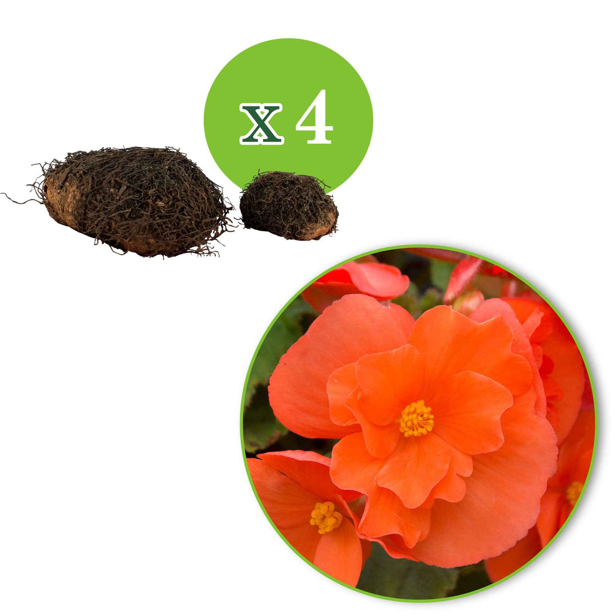 Knollenbegonie orange (x4) - Begonia pendula - Bakker