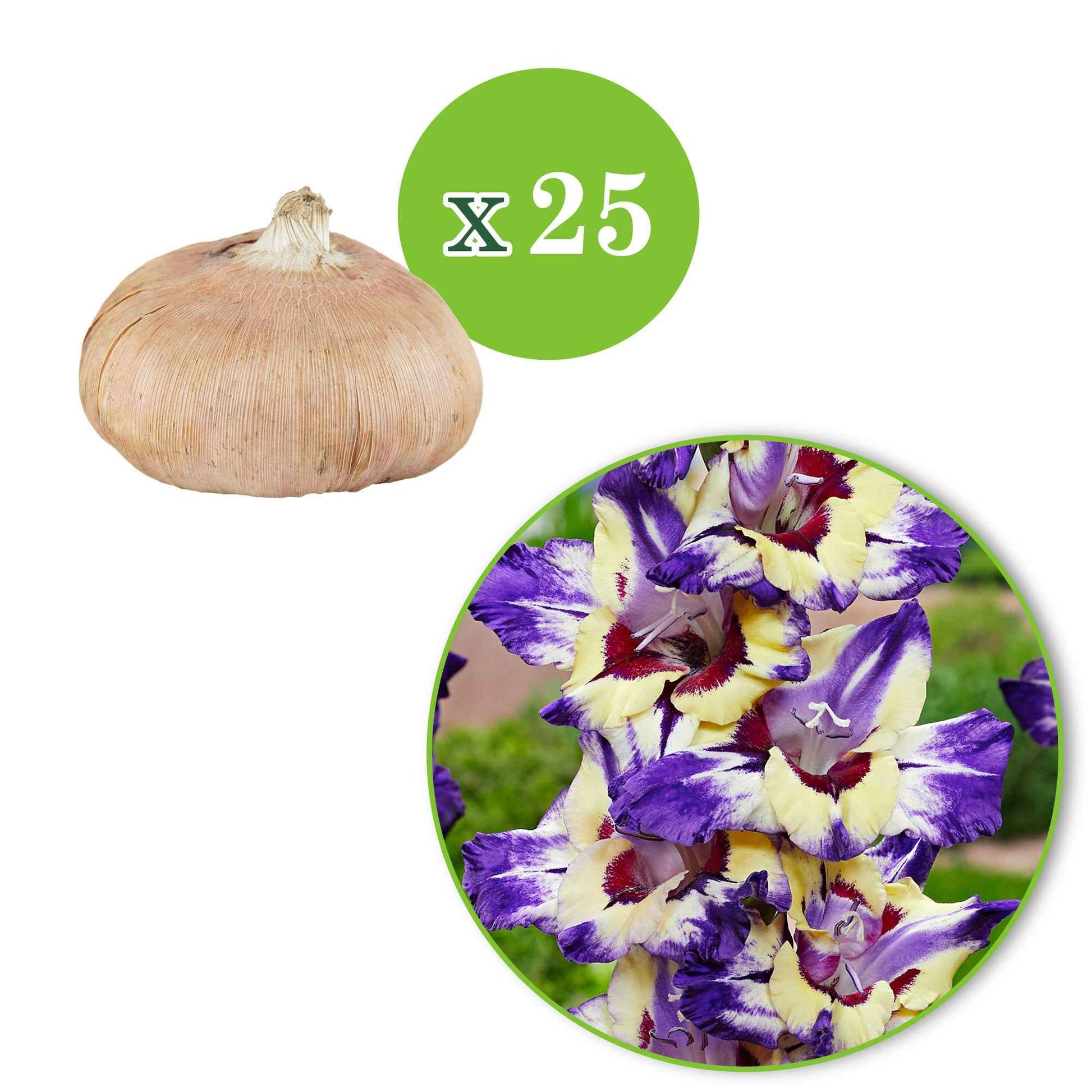 Gladiolus circus club - Gladiole 'Circus Club' (x25) - Gladiole-Zwiebeln