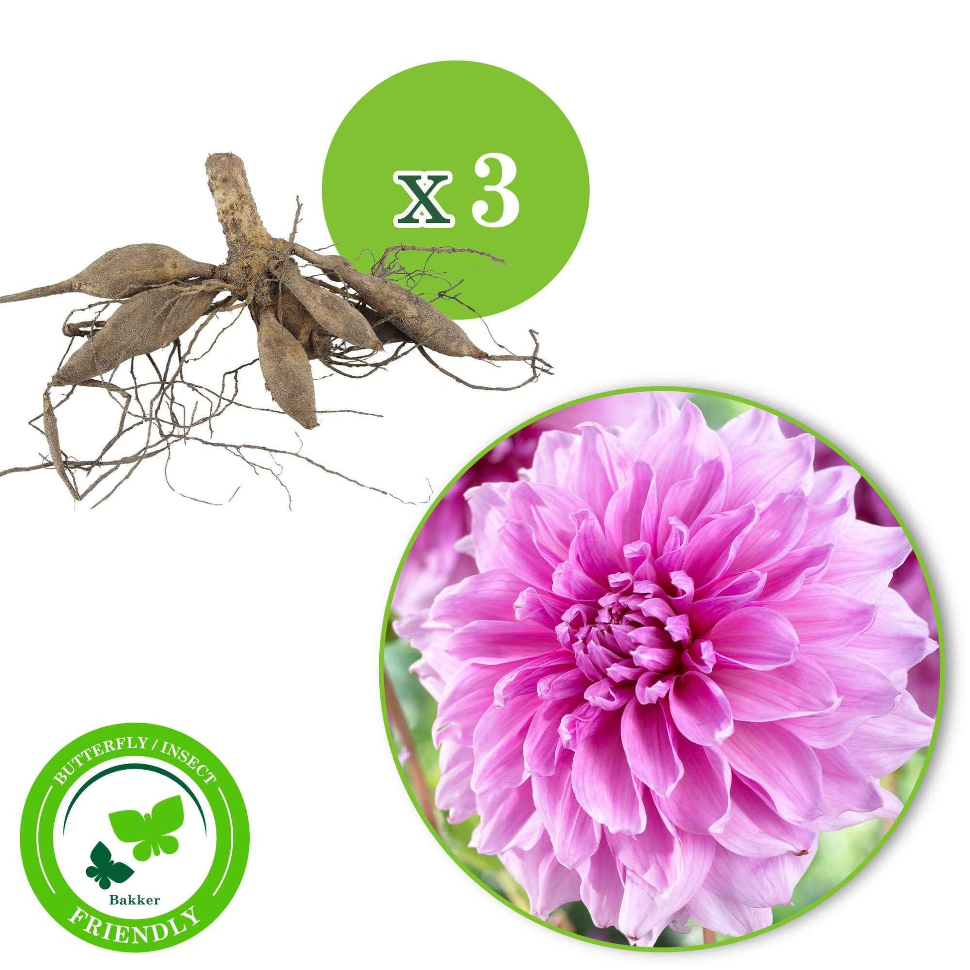 Dahlia 'Lavender Perfection' (x3) - Dahlia 'lavender perfection' - Bakker