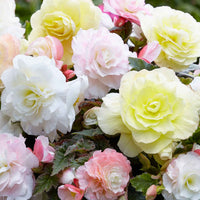 Knollenbegonien Mischung 'Wummi' (x4) - Begonia Wummi creme, Wummi Apple Bloom - Bakker