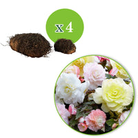 Begonia Wummi creme, Wummi Apple Bloom - Knollenbegonien Mischung 'Wummi' (x4) - Begonien-Zwiebeln