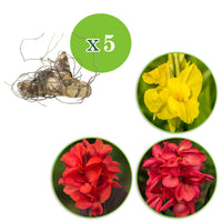 Indisches Blumenrohr Mischung (x5) - Canna 'richard wallace','red dazzler','city of portland' - Bakker