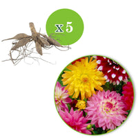 Verkauf Dahlien Mischung (x5) - Dahlia 'Manhattan Island', 'Summerflame', 'Kiev'