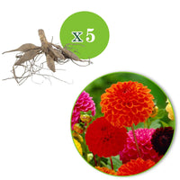 Pompon-Dahlien Bio Mischung (x5) - Dahlia 'ball' - Bakker