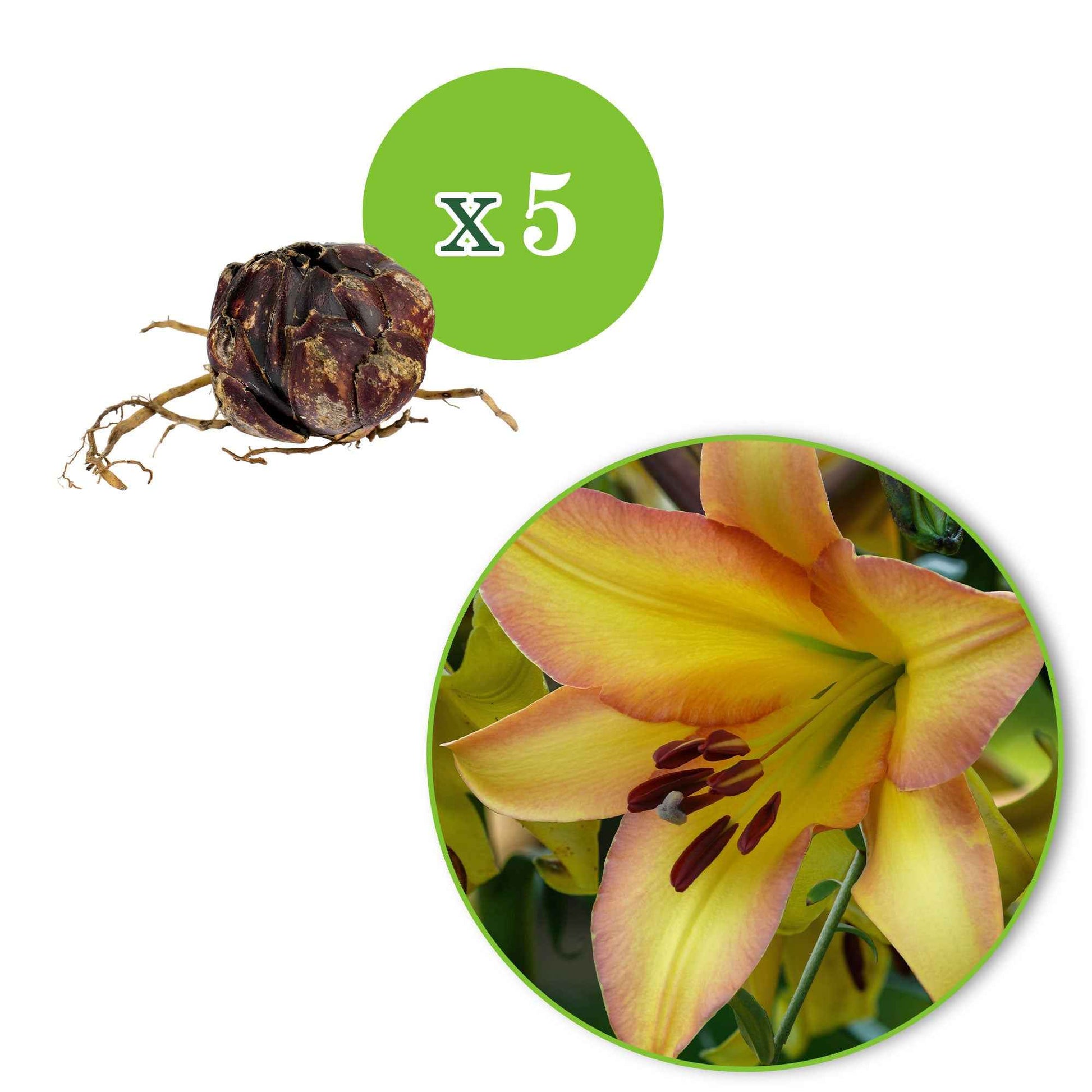 Lilium 'rising moon' - Lilie 'Rising Moon' (x5) - Lilien-Zwiebeln