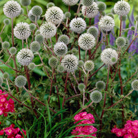 Drüsenblättriger Kugeldistel 'Arctic Glow' - Bakker
