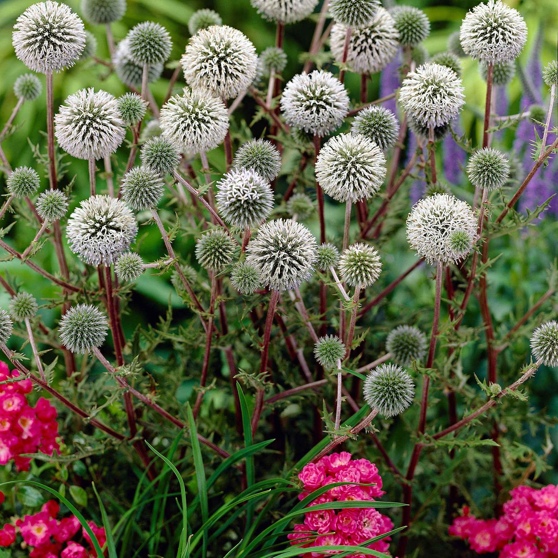 Drüsenblättriger Kugeldistel 'Arctic Glow' - Bakker