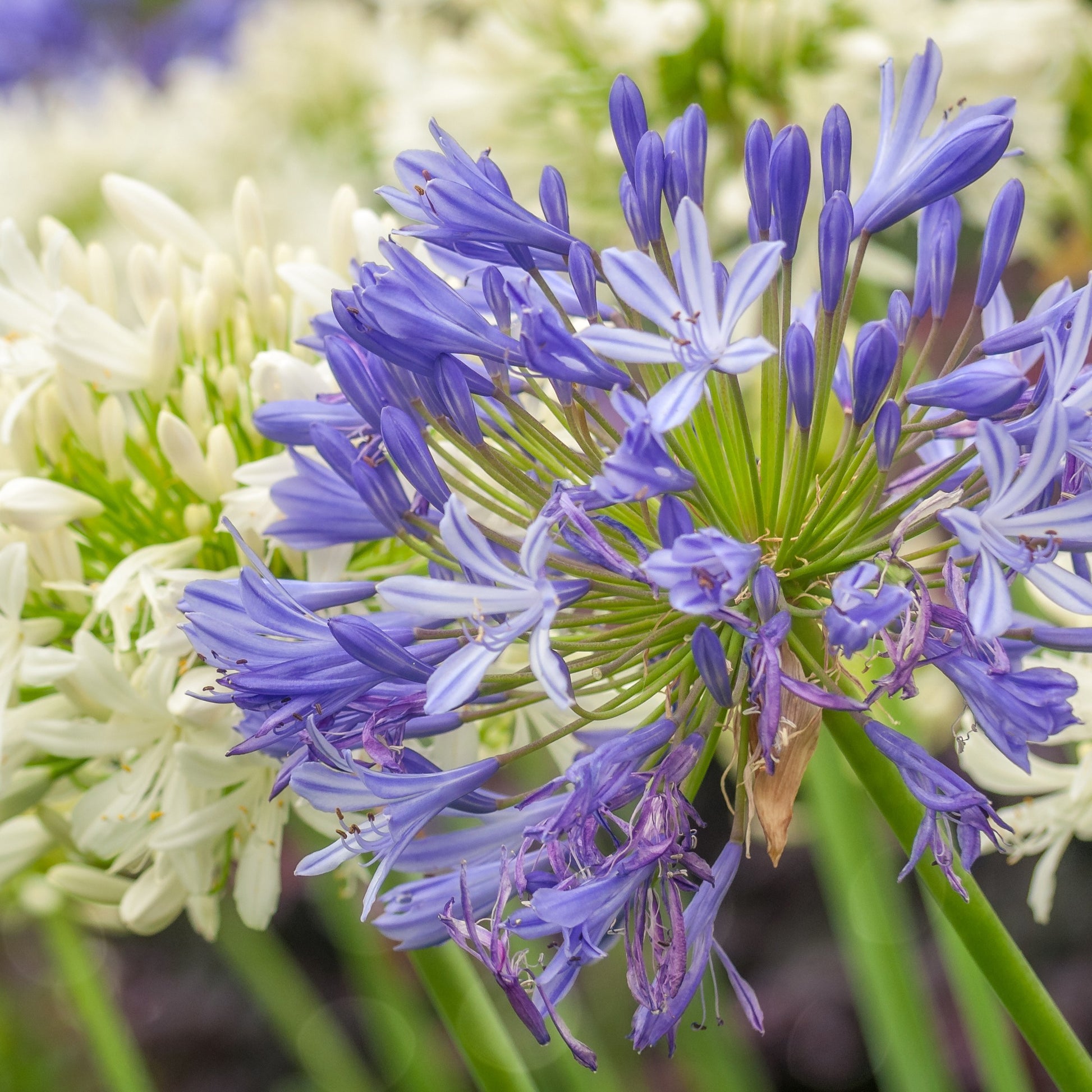 Agapanthus - Blaue Schmucklilie (x3) - Agapanthus umbellatus