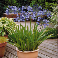 Agapanthus umbellatus - Blaue Schmucklilie (x3) - Agapanthus