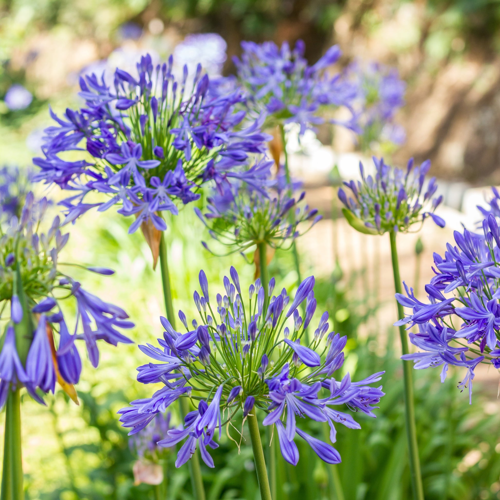 Verkauf Blaue Schmucklilie (x3) - Agapanthus umbellatus