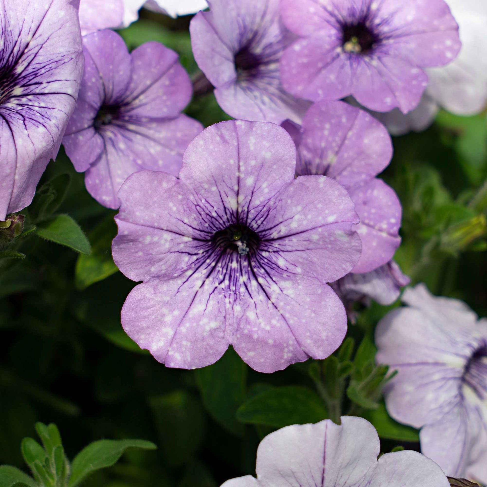 Petunie 'Lavender Sky' (x3) - Petunia lavender sky - Bakker