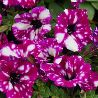 Petunie 'Royal Sky' (x3) - Petunia royal sky - Bakker