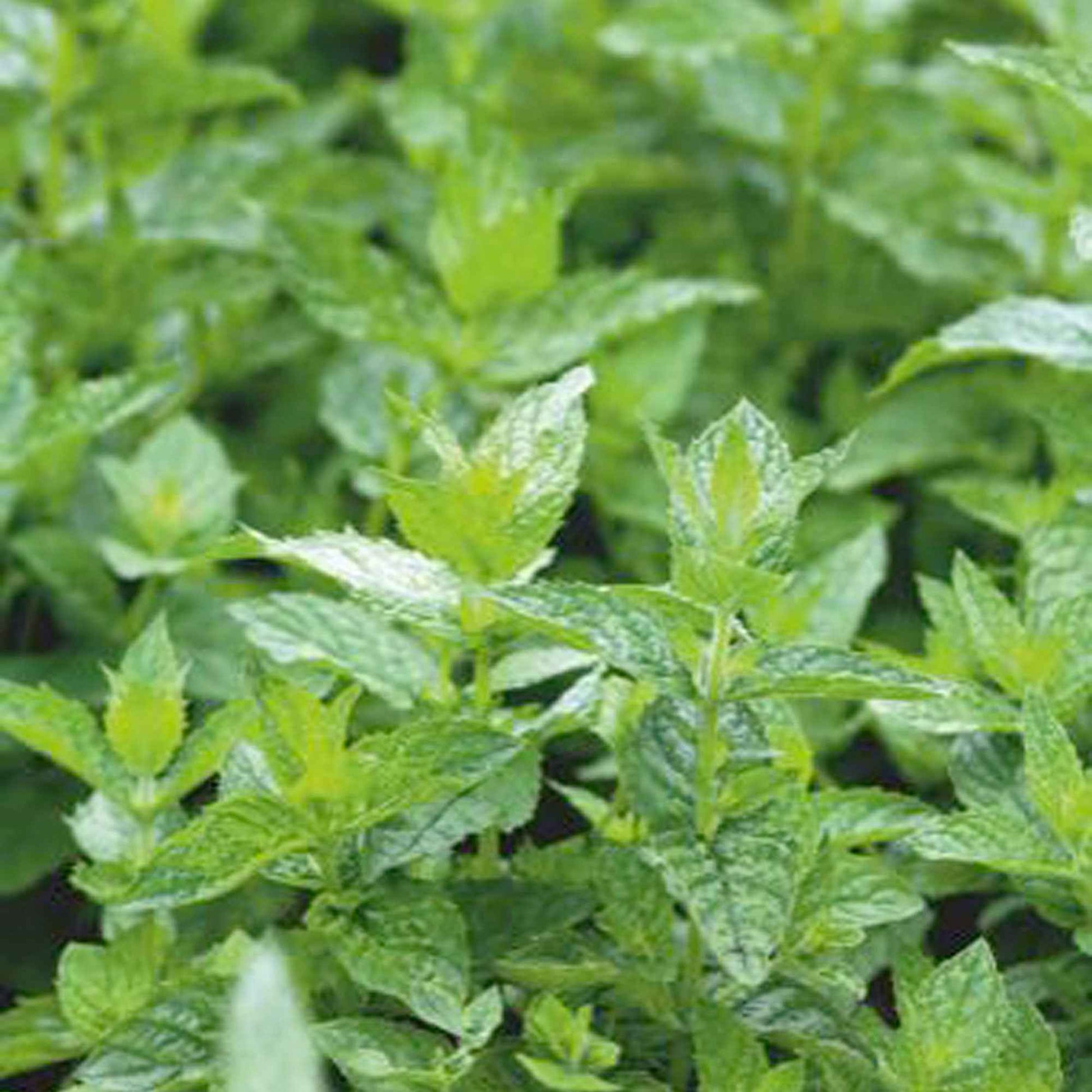 Grüne Minze - Mentha spicata crispa - Bakker