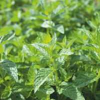 Pfefferminze - Mentha piperita - Bakker
