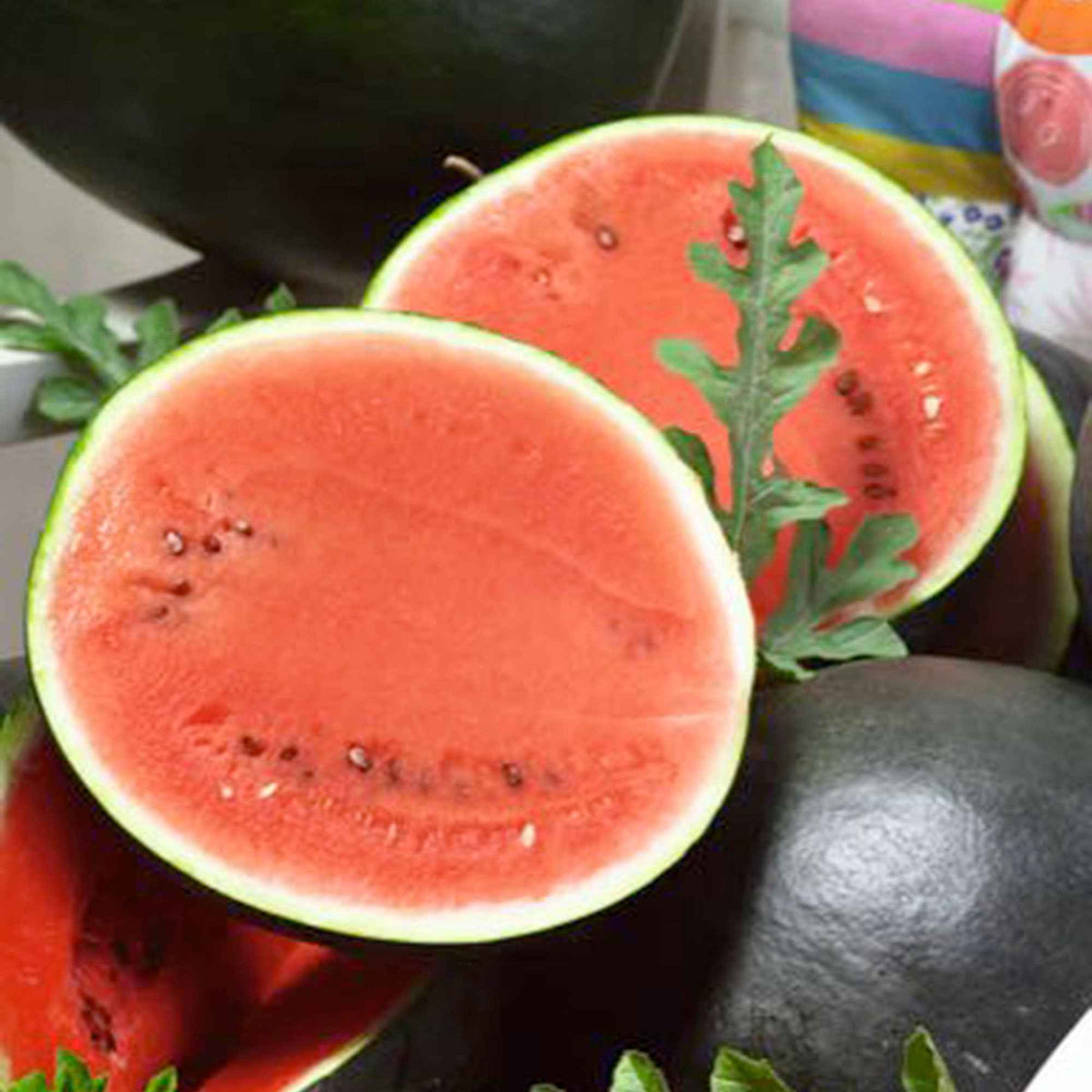 Wassermelone Citrullus 'Sugar Baby' - Bakker