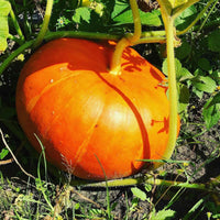 Kürbis 'Rote Zentner' - Cucurbita maxima rouge vif d'etampes - Bakker