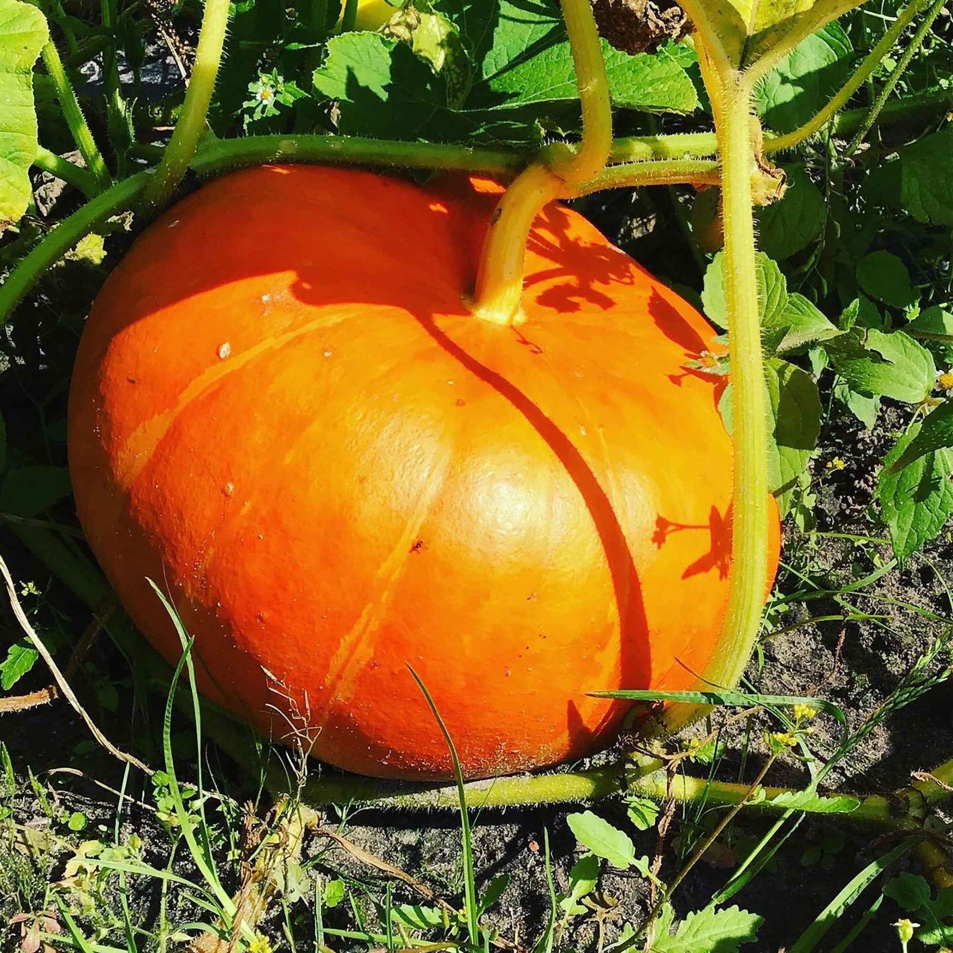 Kürbis 'Rote Zentner' - Cucurbita maxima rouge vif d'etampes - Bakker