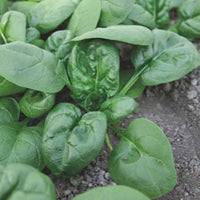Beta vulgaris nores - Spinat 'Nores' - Spinacia - Spinat