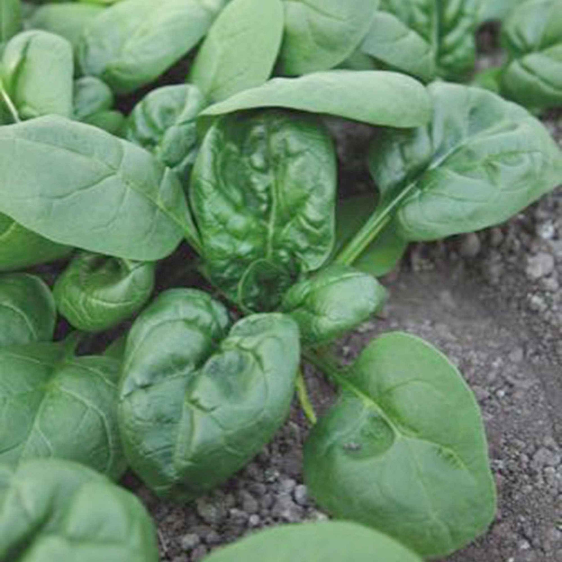 Beta vulgaris nores - Spinat 'Nores' - Spinacia - Spinat