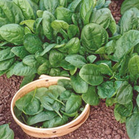 Spinacia - Spinat - Spinat 'Nores' - Beta vulgaris nores