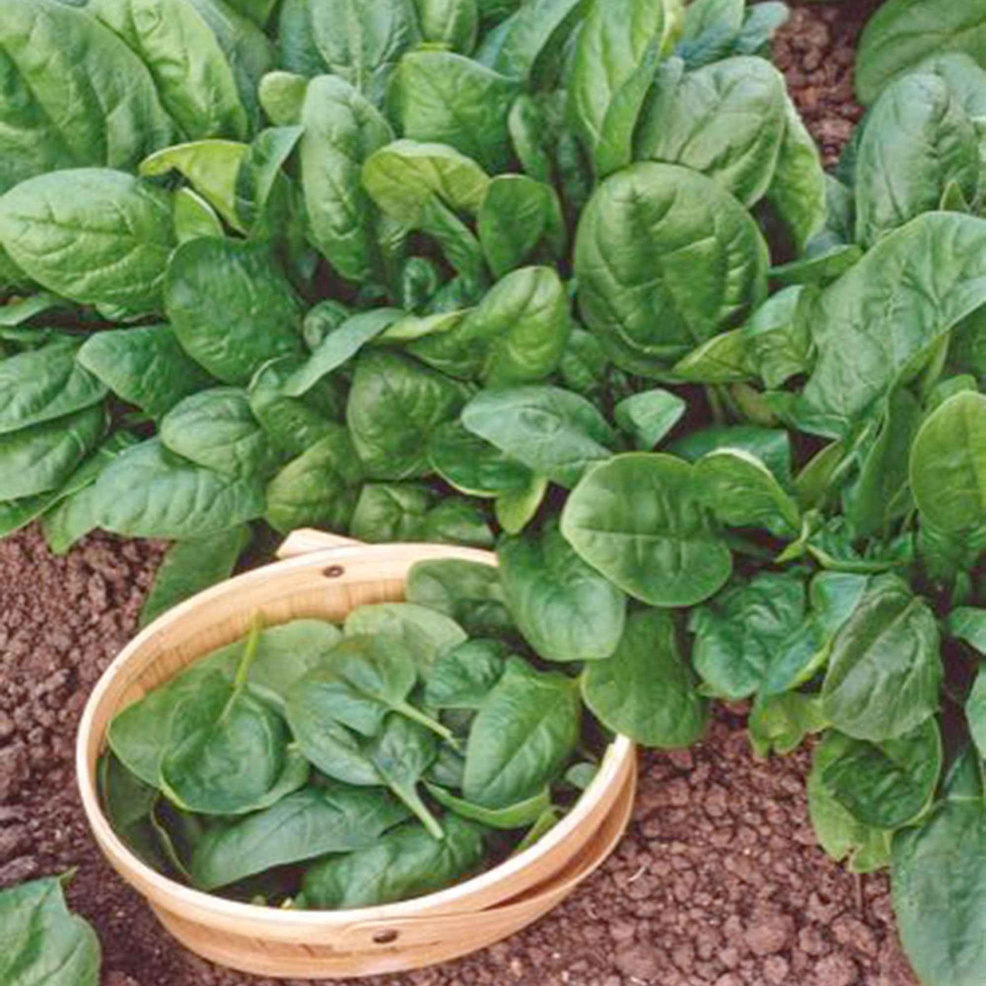 Spinacia - Spinat - Spinat 'Nores' - Beta vulgaris nores